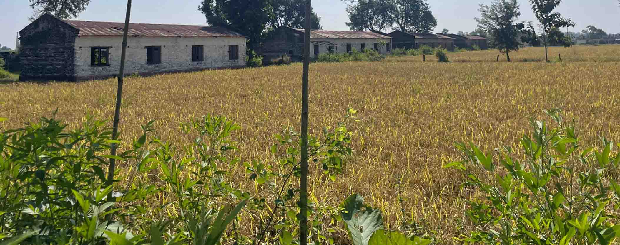 Sustainable Sugarcane Farming